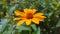 Tithonia diversifoliaÂ  is commonly known as theÂ tree marigold, Mexican tournesol,Â Mexican sunflower